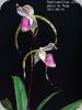 Paph. stonei